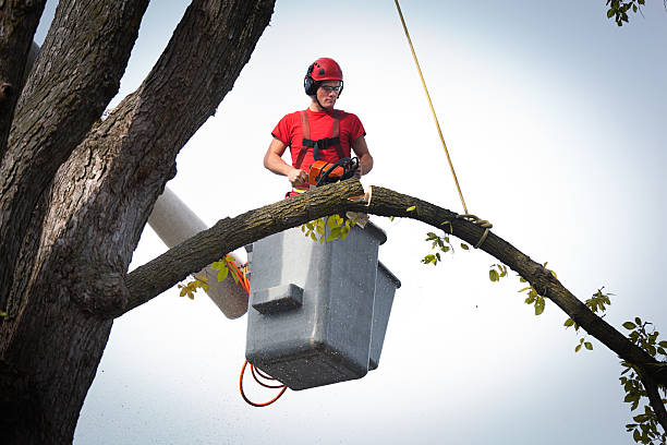 How Our Tree Care Process Works  in  Richland, GA